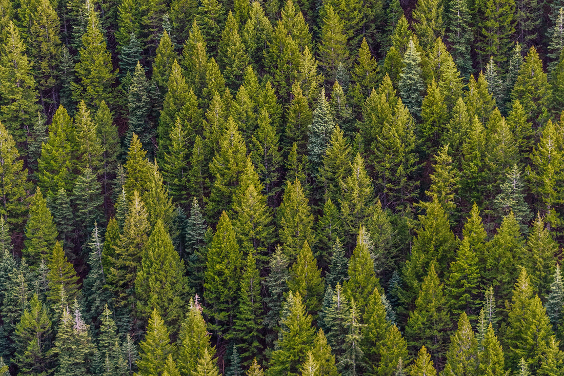 Is Toilet Paper Made from Trees? (Yes, of Course, It Is)